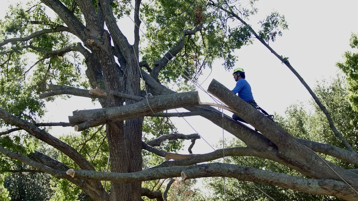 Professional Crown Thinning performed by certified arborists in Harlowton