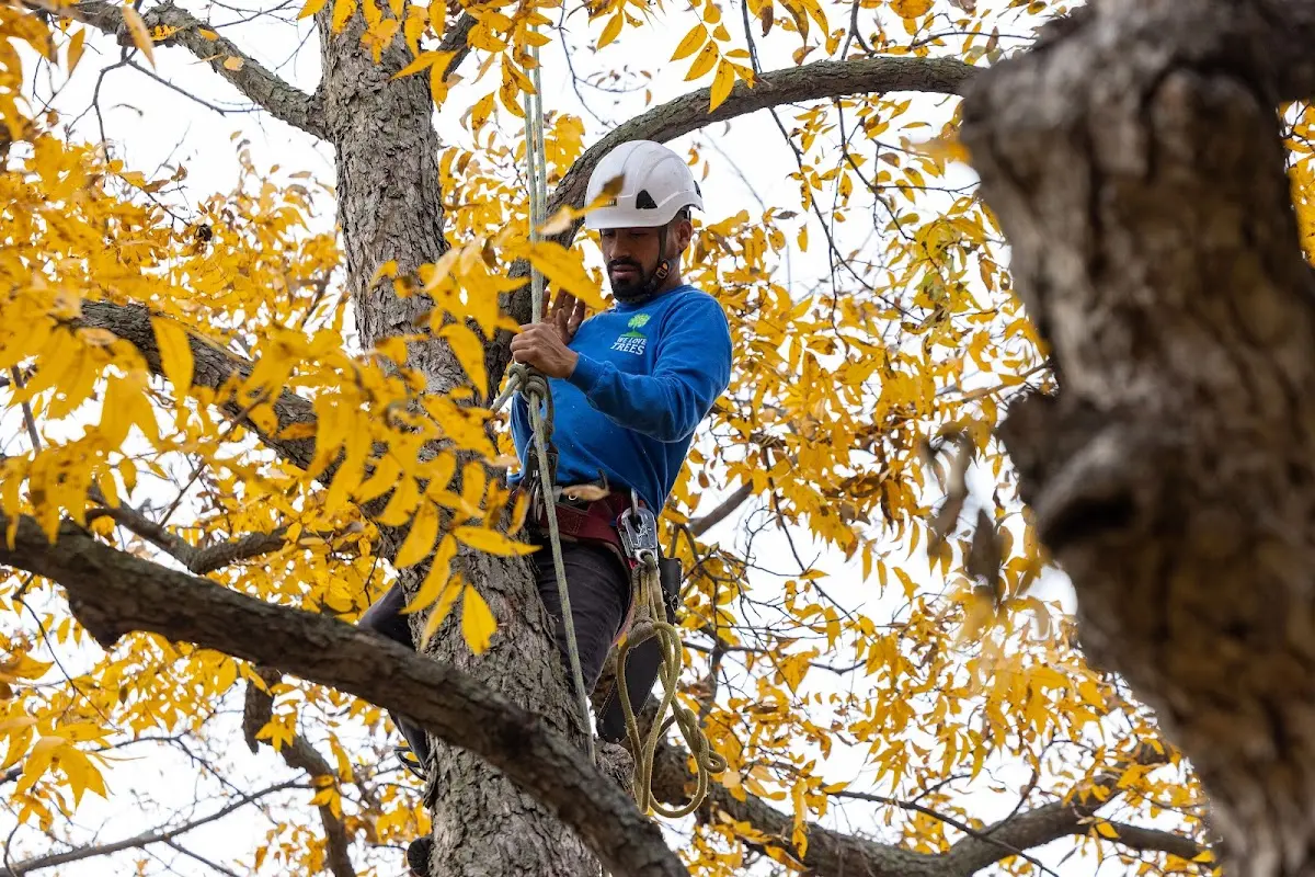 Skilled Tree Pruning crew working in Harlowton